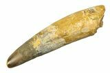 Real Fossil Spinosaurus Tooth - Giant Dinosaur Tooth #351493-1